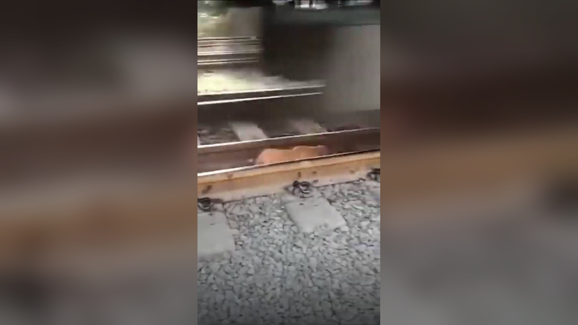 B3005125_A Puppy Survived Being Trapped Under a Train but Lost a Leg #RescueDog #Viral