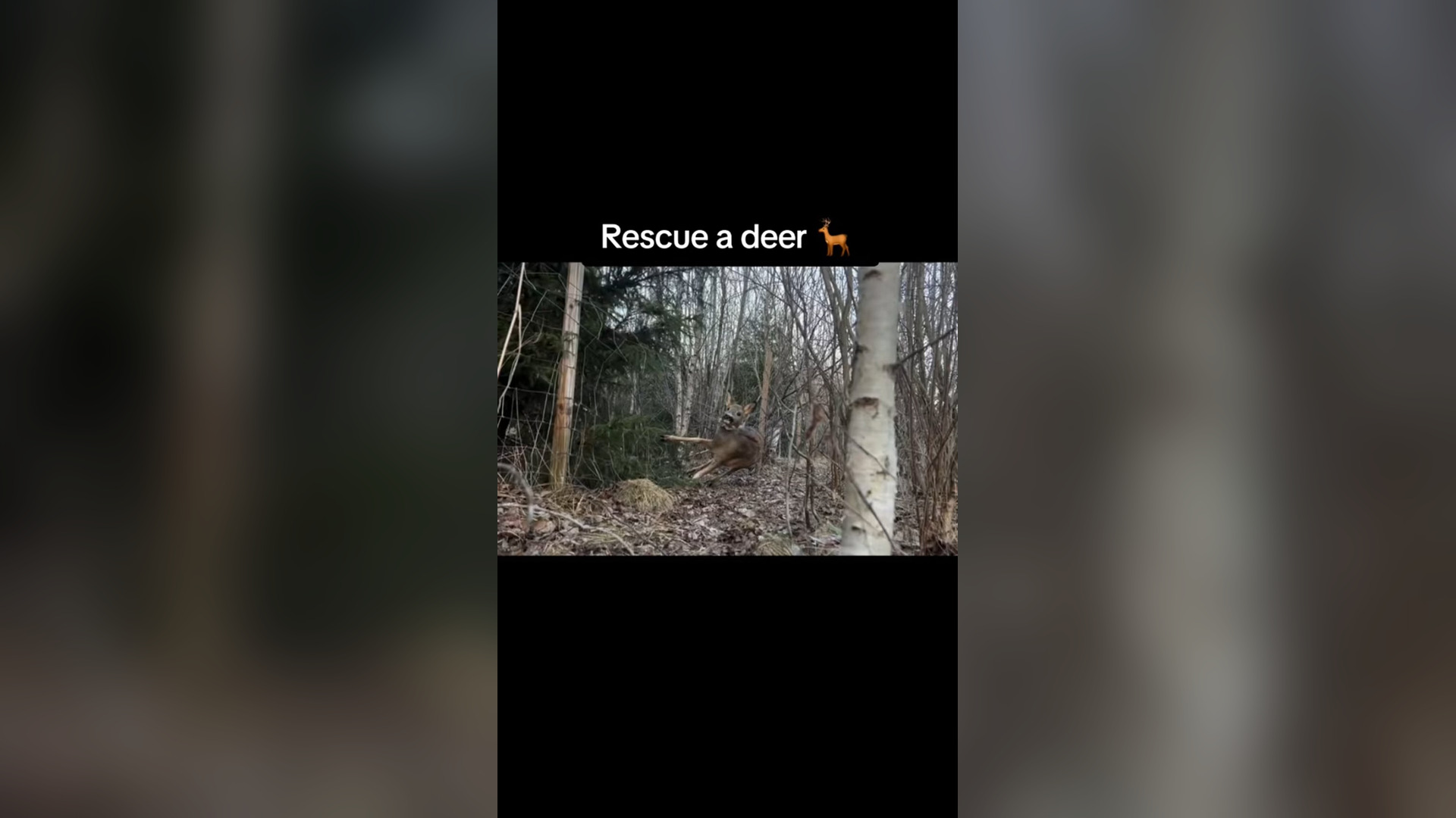 B3005143_A Deer Tangled in Sharp Wires Cried Out in Pain Until Rescue Came #Wildlife #Viral