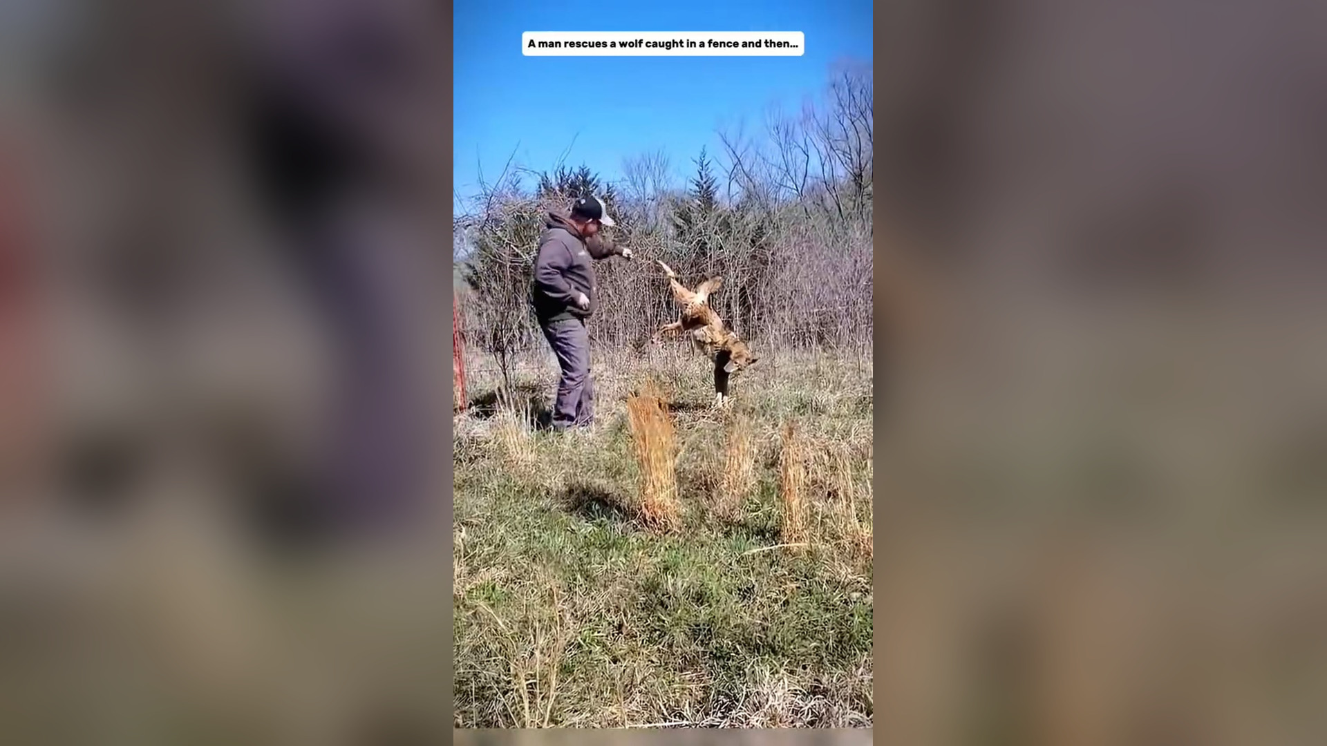 B0906003__Man Saved A Wolf And Gained A Friend For Life #wildliferescue #animalrescue
