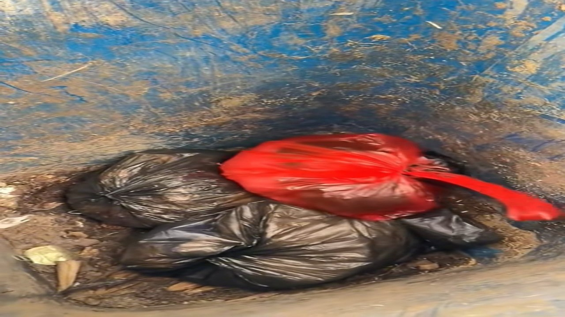 Full Video : B0906102_This Rescue Started With One Small Meow